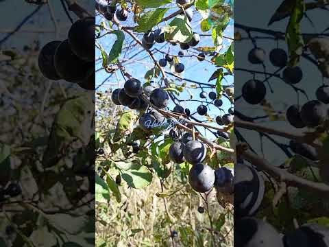 Видео: ЗА «ОСЕННИМ» ЧАЕМ – В ЛЕС_HelgaVald. Into the forest for autumn tea_HelgaVald.