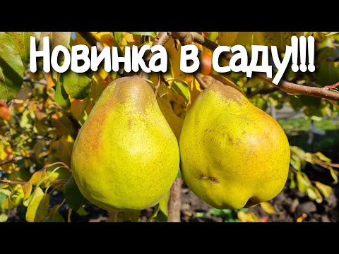 Видео: Груша Яблунівська / Зимові сорти груші