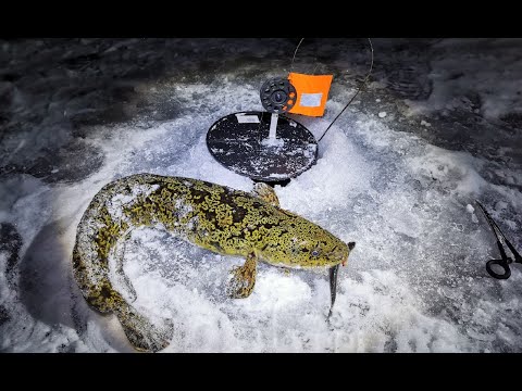 Видео: ПЕРВАЯ НАЛИМЬЯ РЫБАЛКА  / FIRST BURBOT FISHING