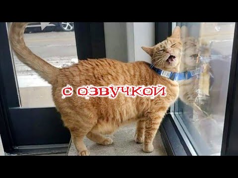 Видео: Приколы с котами! Смешные коты С ОЗВУЧКОЙ! Самые смешные животные! УГАР!