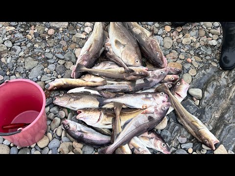 Видео: Полуостров Рыбачий,ЛОВЛЯ КРУПНОЙ ТРЕСКИ,Баренцево море,ТРОФЕЙНЫЙ ПАЛТУС