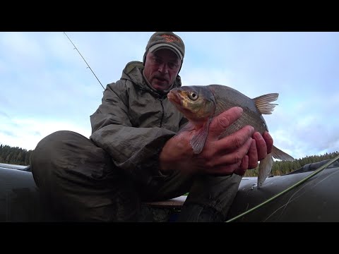 Видео: Рощино. Рыбалка 16.10.23. Река Широкая. Озеро Заливное.