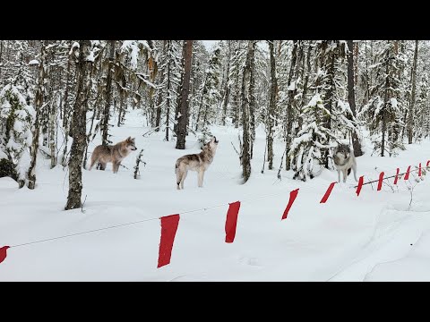 Видео: ЖУТКИЙ ВОЙ В ТАЙГЕ! ОХОТА НА ВОЛКОВ С ФЛАЖКАМИ. ОБЛОЖИЛИ СТАЮ! wolf hunting