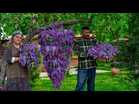 Видео: Варенье из Цветов Сирени: Простой Рецепт Весеннего Аромата