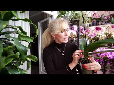 Видео: Гниет ствол орхидеи. Эффективные, доступные, безопасные препараты. Чистить или нет. Лилия подсказала