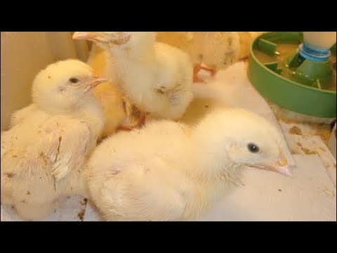 Видео: "Русские бройлеры" в квартире опять в прямом эфире! 🤯🐥🐣им уже 7 дней