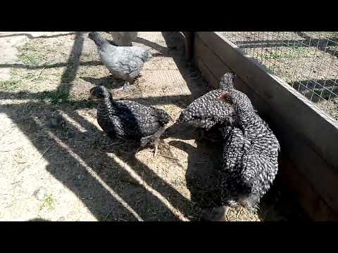 Видео: Куры породы Малины " Мехеленская кукушка "  куку Дэ Малин  или просто домашний бройлер 🐔