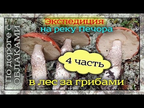 Видео: В лес по грибы. Тайга. 4 часть.  14 августа. Из Казахстана в Республику Коми на авто.