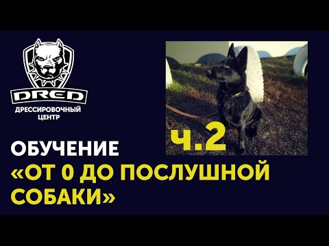 Видео: «От 0 до послушной собаки» ч.2 | Выдержка, Рядом, Лежать  | Черная немецкая овчарка Герда