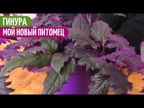 Видео: Влюбилась в ГИНУРУ ПЛЕТЕНОСНУЮ. Мои цветы. Мой опыт.