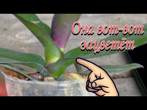 Видео: Смотри! Видишь это? Значит орхидея скоро зацветёт!!!