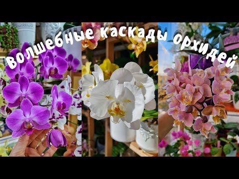 Видео: Цветонос из точки роста?! Что ждёт орхидею дальше? Невероятные зимние каскады продолжают роспуск.