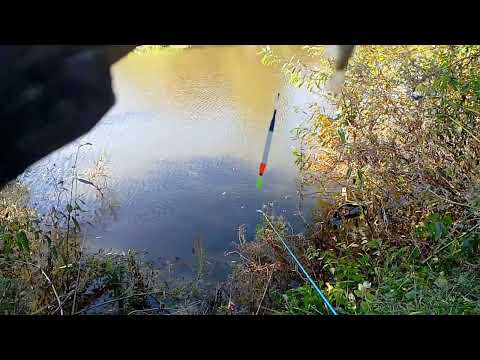 Видео: Я снова на рыбалке за мелким карасëм