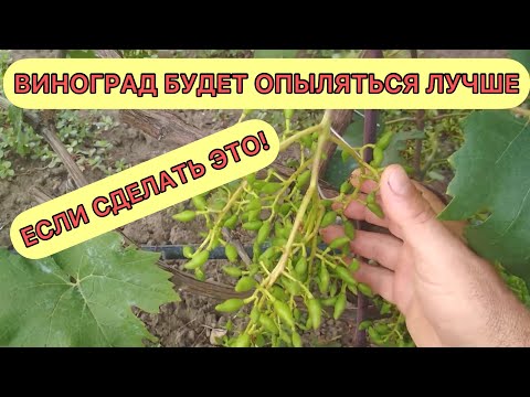Видео: Мой приём для лучшего опыления винограда.