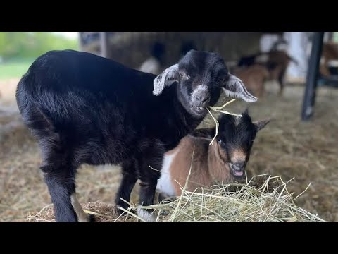 Видео: Хорошая жизнь - слайд-шоу Brawny Tribute