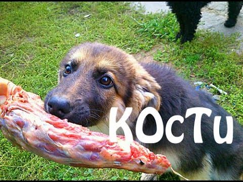 Видео: Какие КОСТИ МОЖНО и НЕЛЬЗЯ давать собаке?! ВАЖНО знать. Мокрый нос Бейлис овчарка