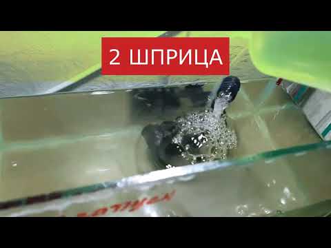Видео: Прошло две недели, засол от 04.06.25г.