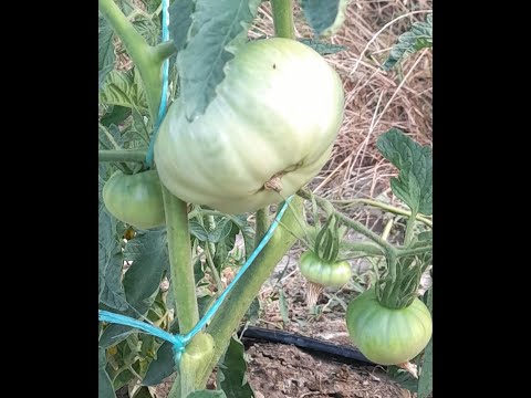 Видео: КОЛТУЧЕНЕ НА ДОМАТИ ПО СПЕЦИАЛЕН МЕТОД /Plucking tomatoes using a special method/