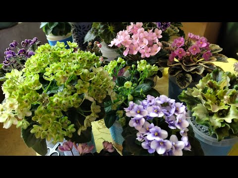 Видео: Фиалки Осенние Любимчики🌺🍁🌺