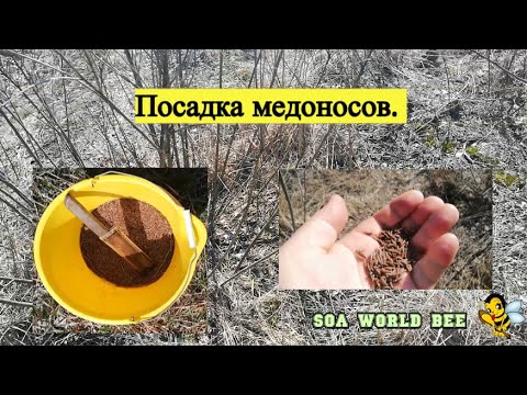 Видео: Посадка медоносов.