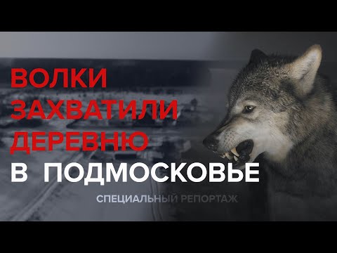 Видео: ВОЛКИ ЗАХВАТИ ДЕРЕВНЮ В ПОДМОСКОВЬЕ - Специальный репортаж