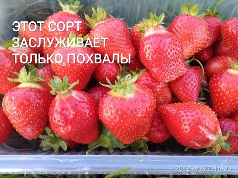 Видео: Сорт Мурано. Конец сентября. Один из лучших по урожайности и вкусу