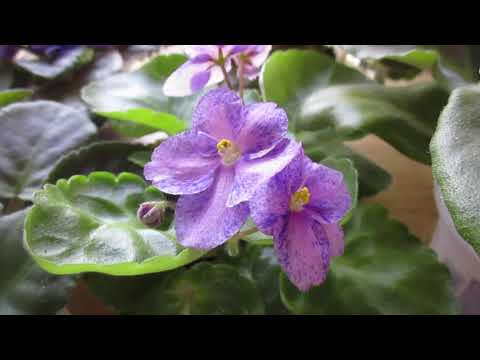 Видео: Фиалки сортовые: как без потерь пережить летнюю жару и подготовиться к холодам.