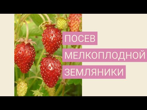 Видео: ПОСЕВ МЕЛКОПЛОДНОЙ ЗЕМЛЯНИКИ