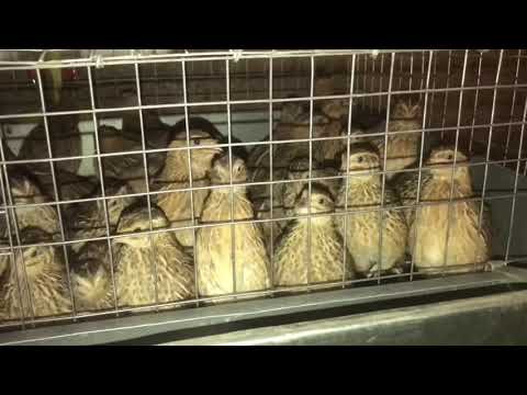 Видео: Какую породу перепелов выбрать для содержания. Обзор пород перепелов. Мои перепела. Дачная Жизнь ТВ.