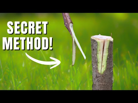 Видео: Удивительная техника прививки, о которой никто не знает