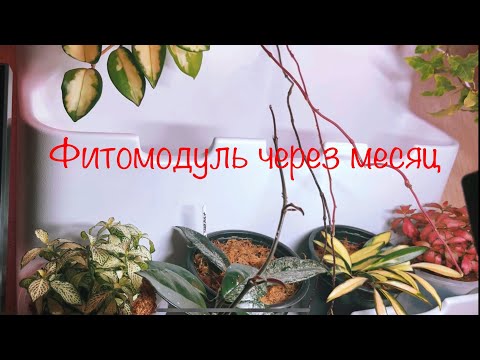 Видео: Фитомодуль через месяц! Полив! Уход! Наблюдения