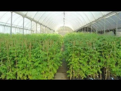 Видео: Тамырдан кочотторду кобойтуу ыкмасы