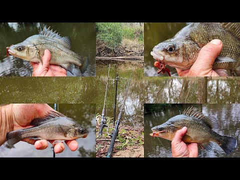 Видео: Удивительная рыбалка: окунь Маккуори, золотистый окунь (желтобрюхий) и другие