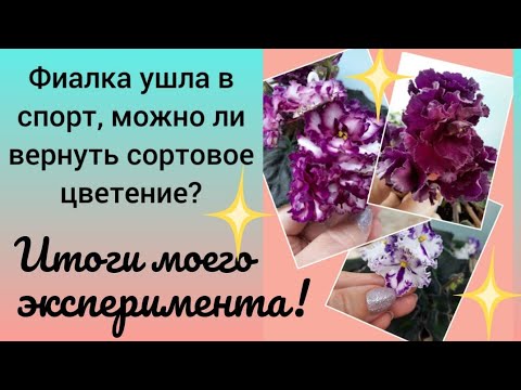 Видео: Сортовая фиалка процвела спортом ...