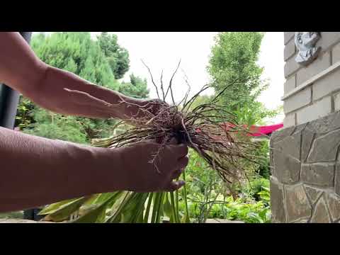 Видео: Десять лучших хост моего сада🤗Делю хосту👌Отвечаю на вопросы🙃#волгоград #хоста #растения #сад #