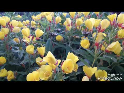 Видео: Фахриддин Ҷалолов Зинда бошам ман бо шумо хамдехагон