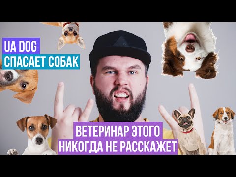 Видео: Контроль веса у собак | Энциклопедия UA DOG