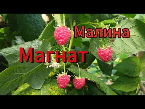 Видео: Малина Магнат 