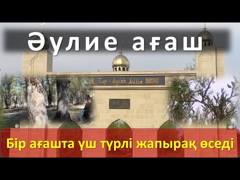 Видео: Жамбыл облысындағы Топағаш әулие