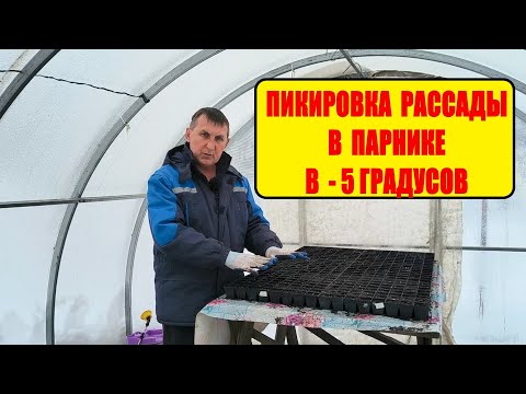 Видео: Начали ПИКИРОВКУ ТАБАКА. Рассада не подвела. Наша жизнь в деревне.