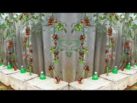 Видео: Выращивание помидоров в пенопласте - много фруктов - мало забот