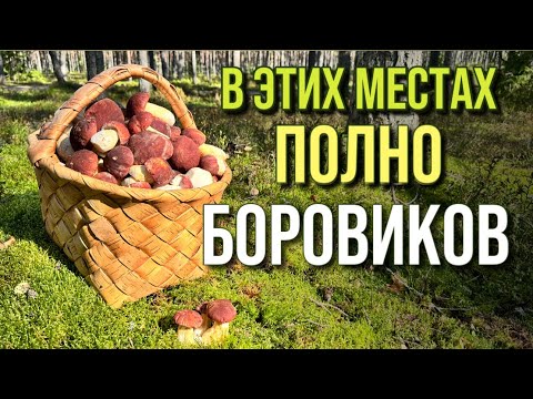 Видео: 💥СТОЛЬКО БОРОВИКОВ ВИЖУ ВПЕРВЫЕ! НЕГДЕ СТУПИТЬ! Яркие грибы осени! Грибы 2025