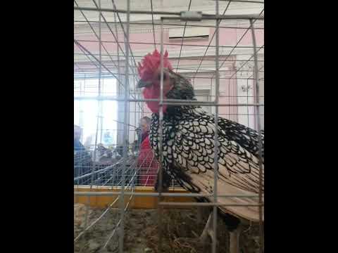 Видео: Выставка-ярмарка  голуби, куры,фазаны,куропатки в Могилёве.