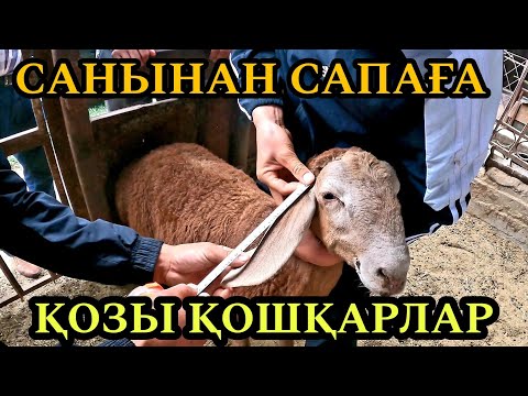 Видео: АСҚАТ ҚОЙ ШАРУАШЫЛЫҒЫ