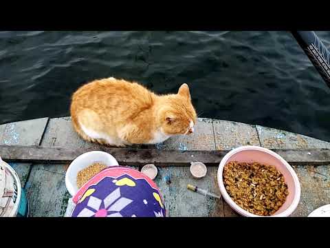 Видео: Остались без рыбы! 