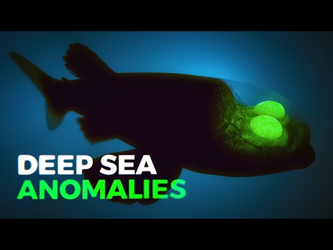 Видео: Почему животные становятся жутче, чем глубже вы заходите