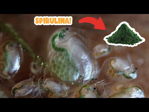 Видео: как предотвратить разрушение культуры дафний