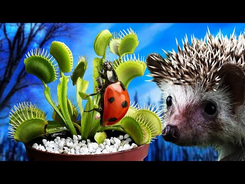 Видео: ПОСТАВИЛ МУХОЛОВКУ в САДУ, и ВОТ ЧТО ИЗ ЭТОГО ВЫШЛО