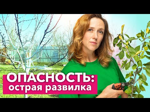 Видео: ОБЯЗАТЕЛЬНО ОБРЕЖЬТЕ ТАКИЕ ВЕТКИ У ДЕРЕВЬЕВ, они приводят к разломам и раку!