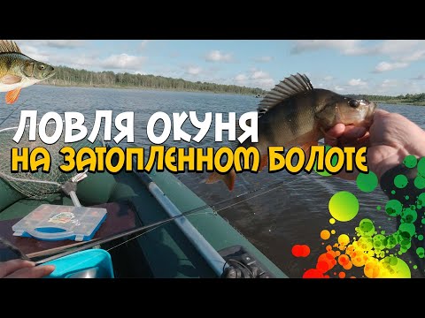 Видео: Ловля ОКУНЯ на затопленном БОЛОТЕ | ДВА УТРА | ПРИМАНКИ